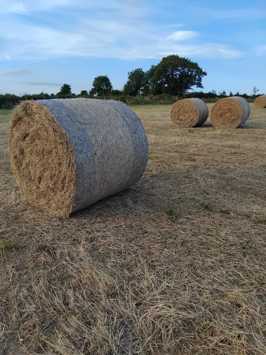 Hay