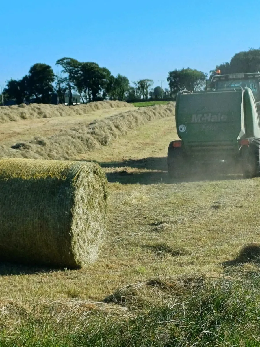 Hay - Image 1