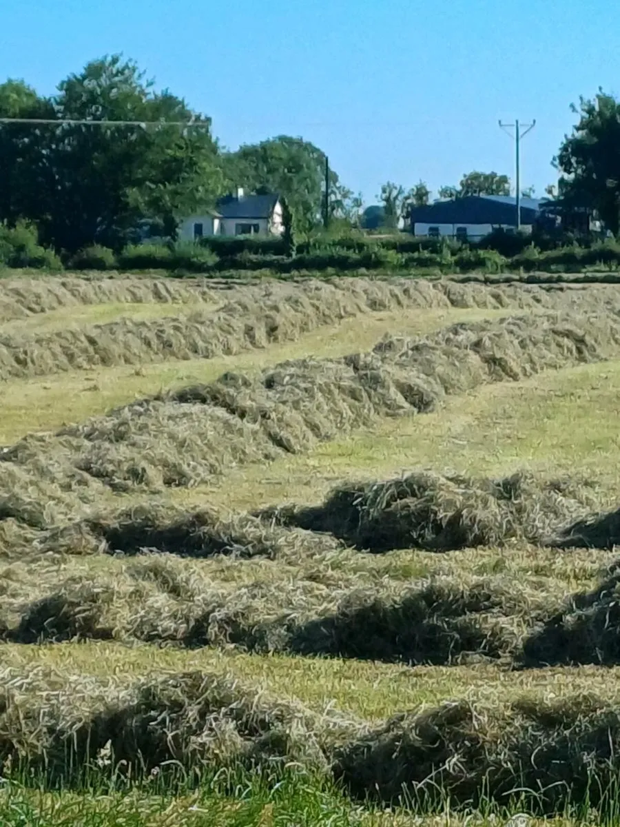 Hay - Image 2