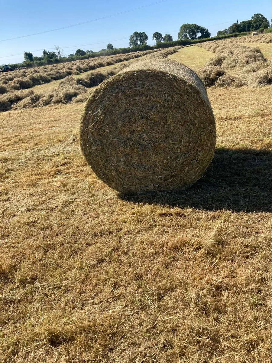 Hay for sale - Image 1
