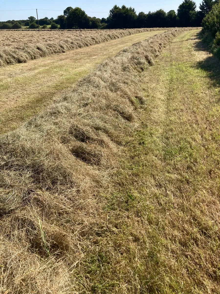 Hay for sale - Image 2
