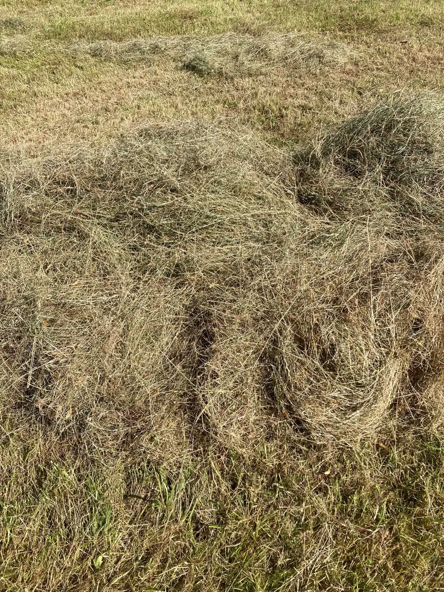 Hay for sale - Image 3