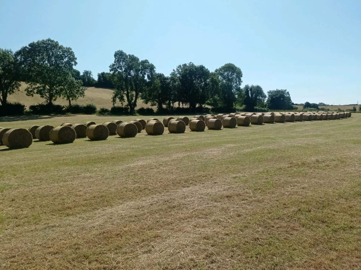 SUPER CLEAN HAY - Image 2