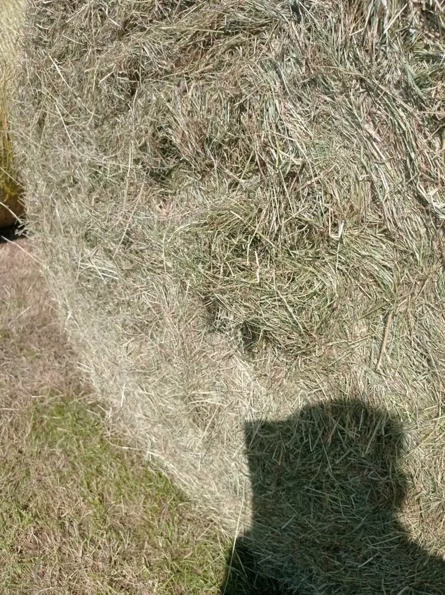 SUPER CLEAN HAY - Image 1