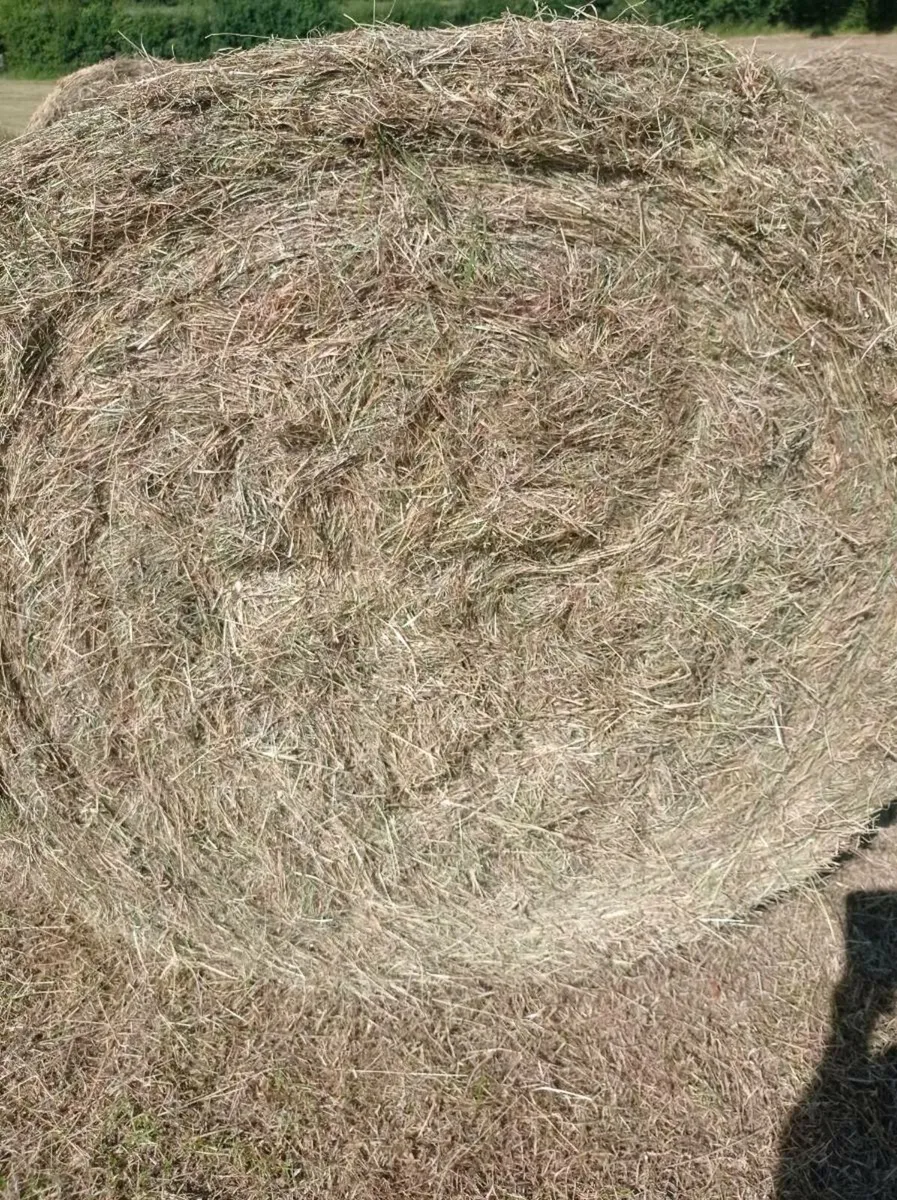 SUPER CLEAN HAY - Image 3
