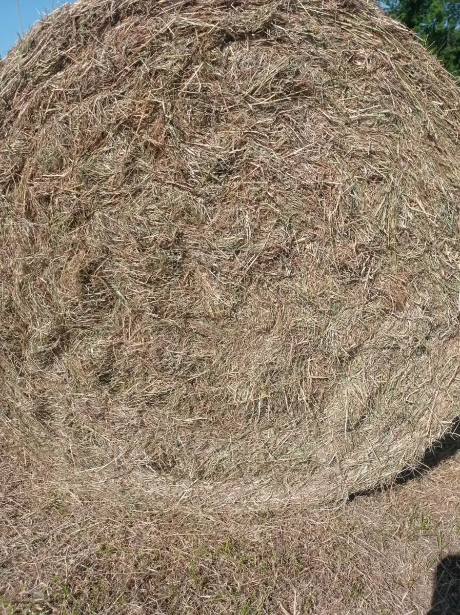 SUPER CLEAN HAY - Image 4