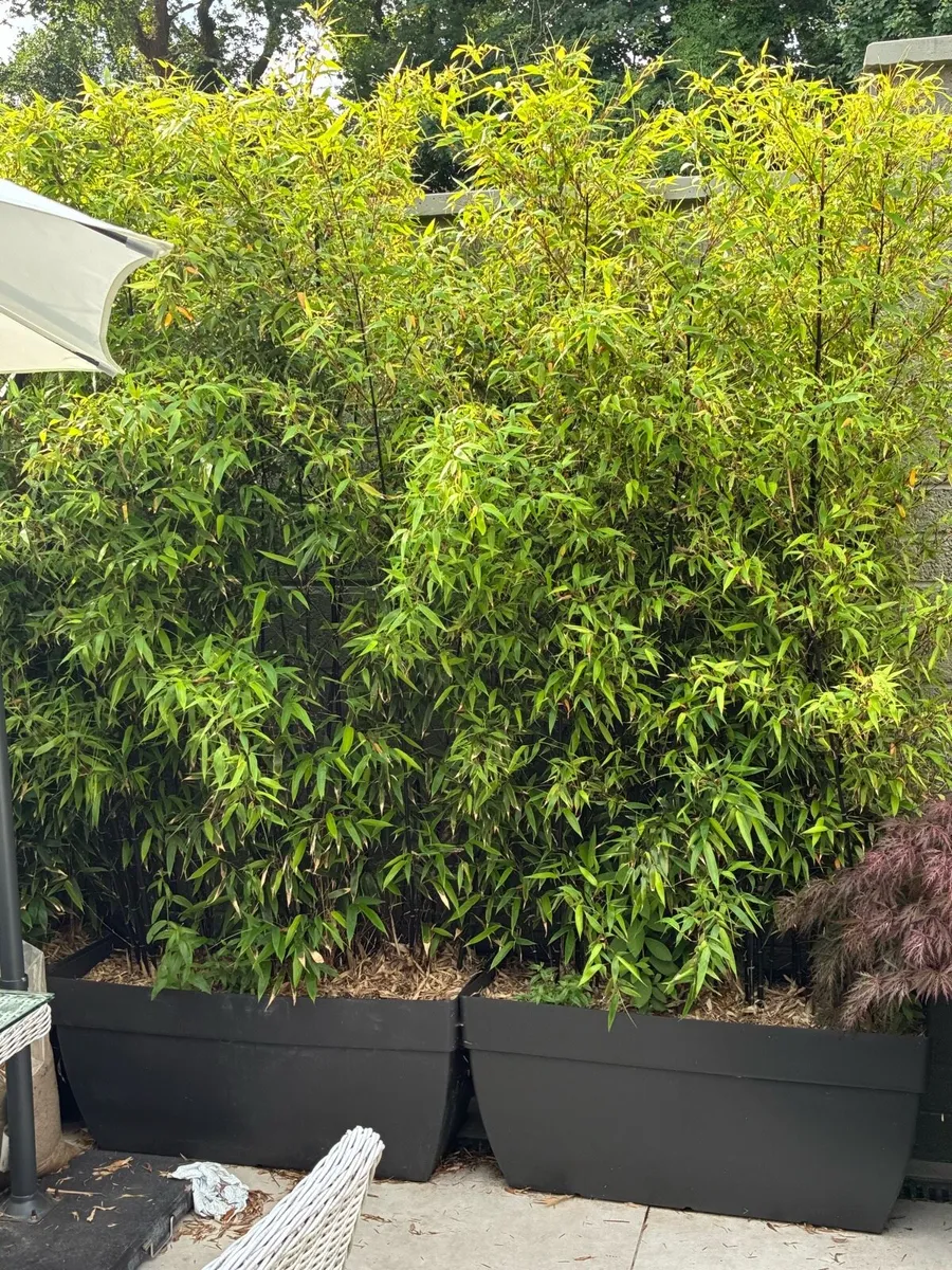Bamboo - Image 1