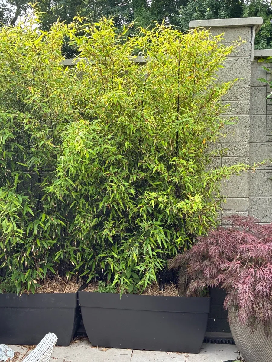 Bamboo - Image 3