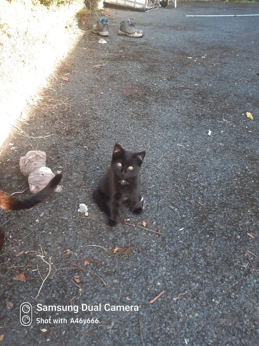 Kitten - Image 1