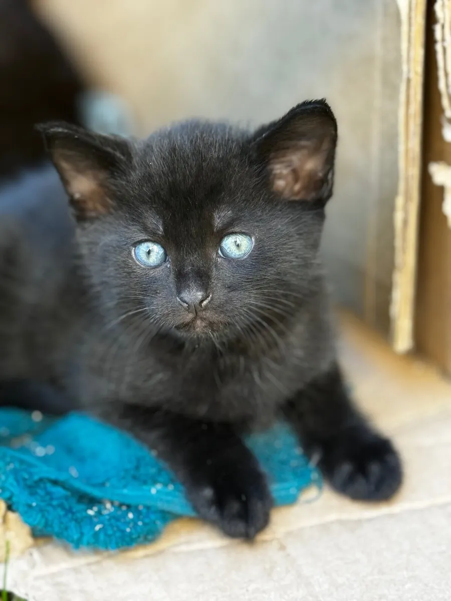 Kittens black male - Image 3
