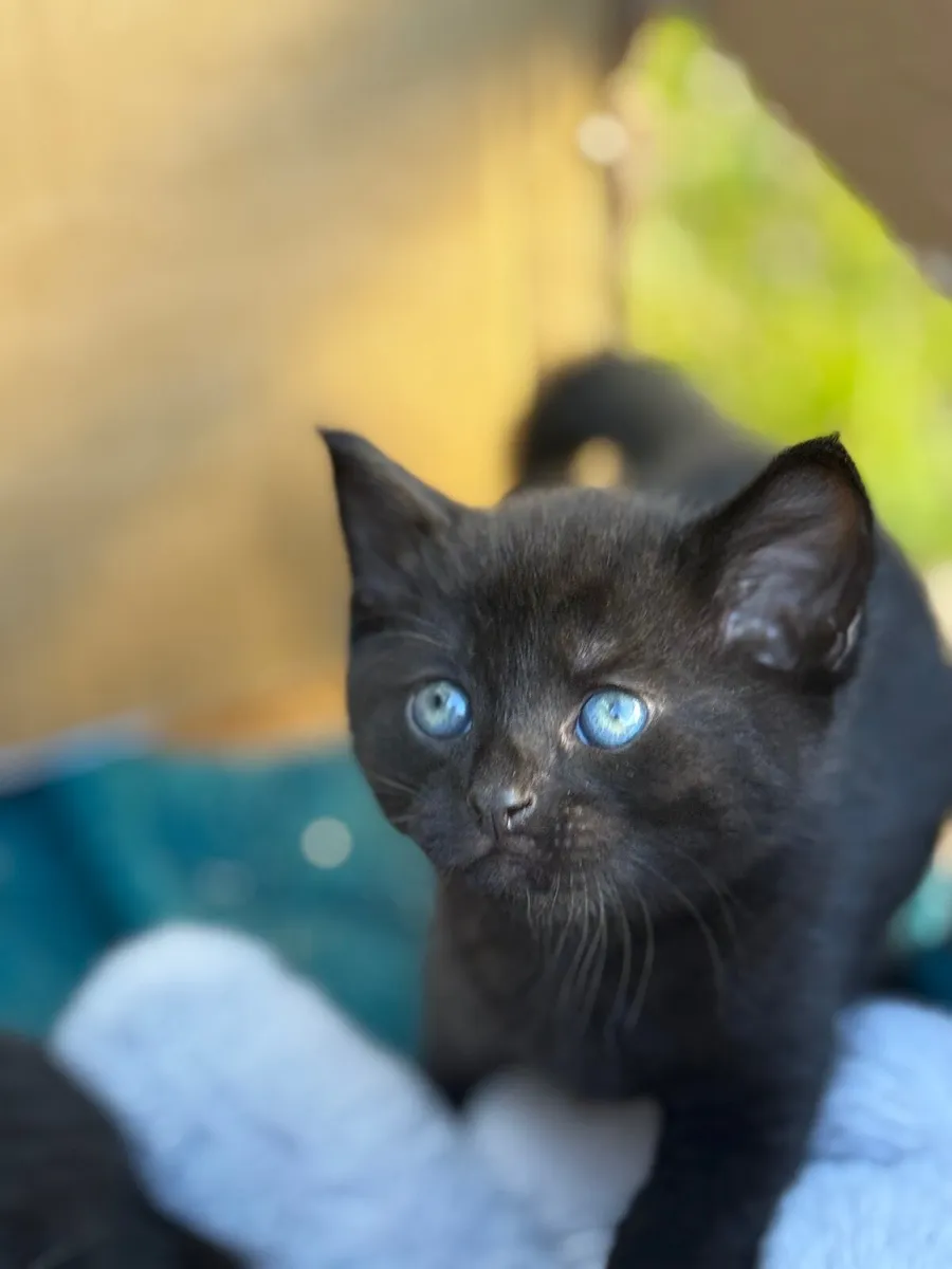 Kittens black male - Image 2