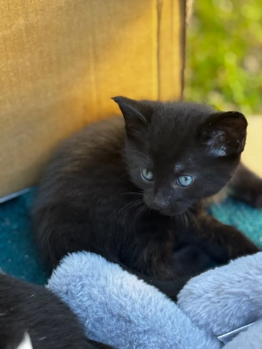 Kittens black male - Image 4