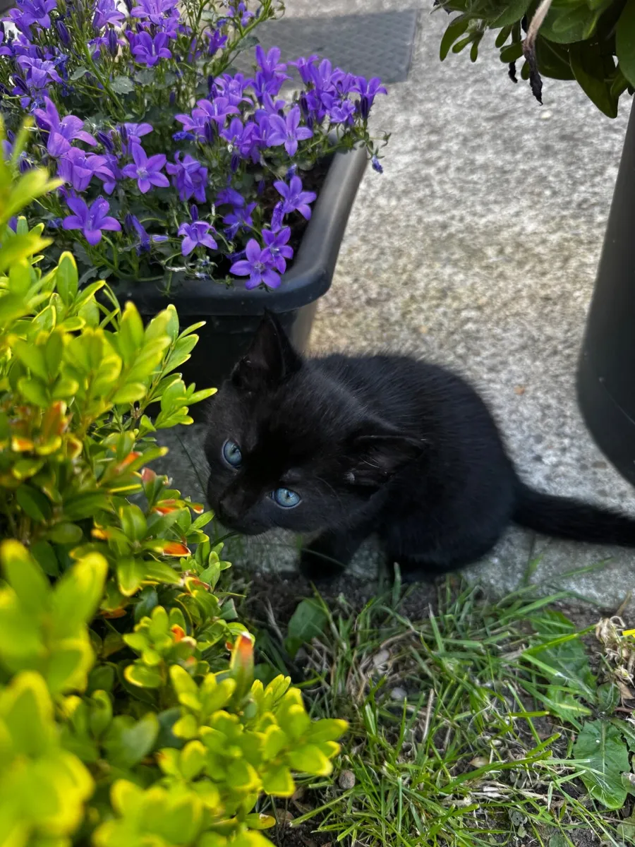 Kittens black male - Image 1