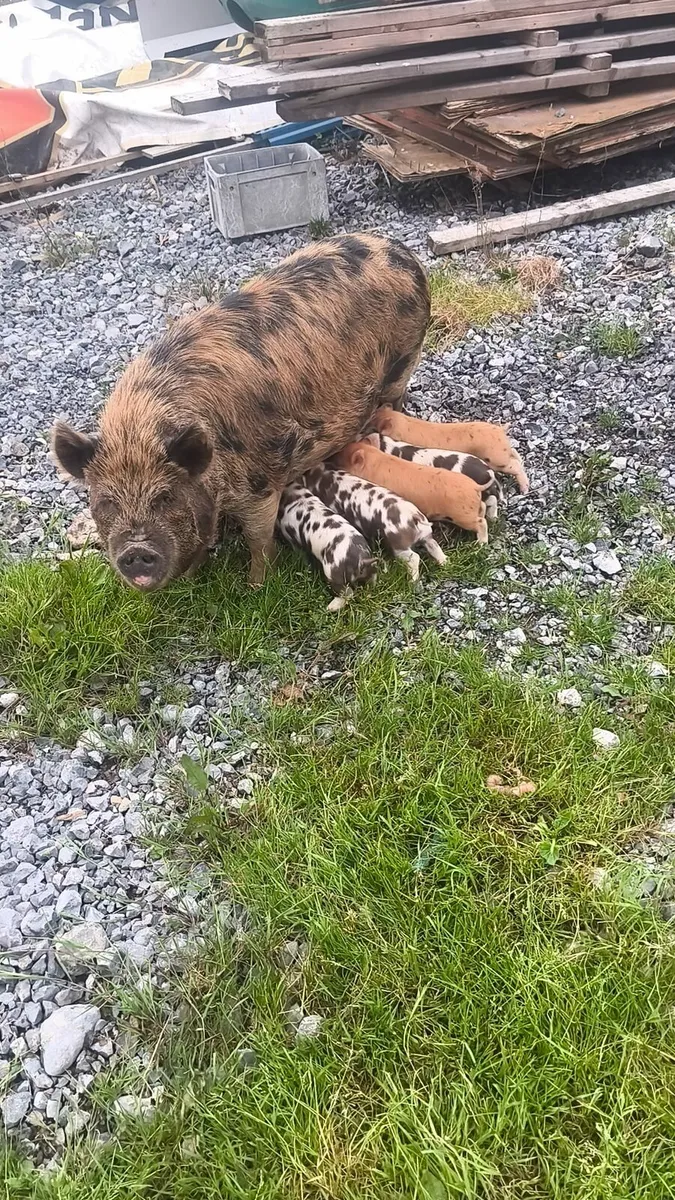 Pet pigs - Image 1