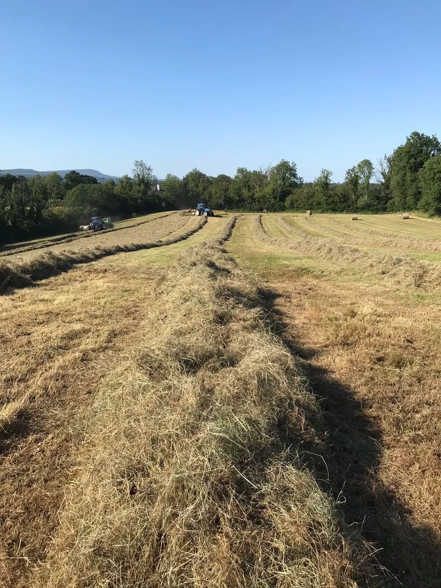 Hay for Sale - Image 1
