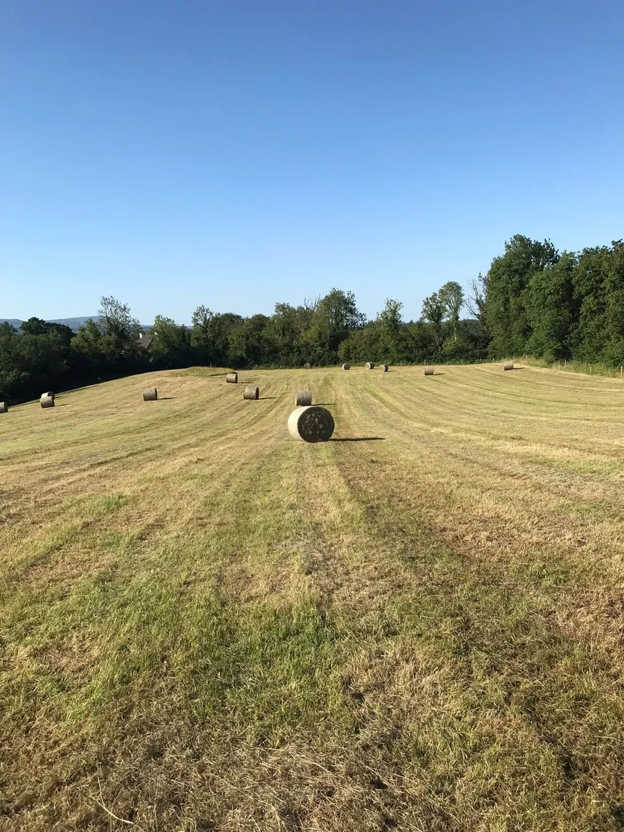 Hay for Sale - Image 2