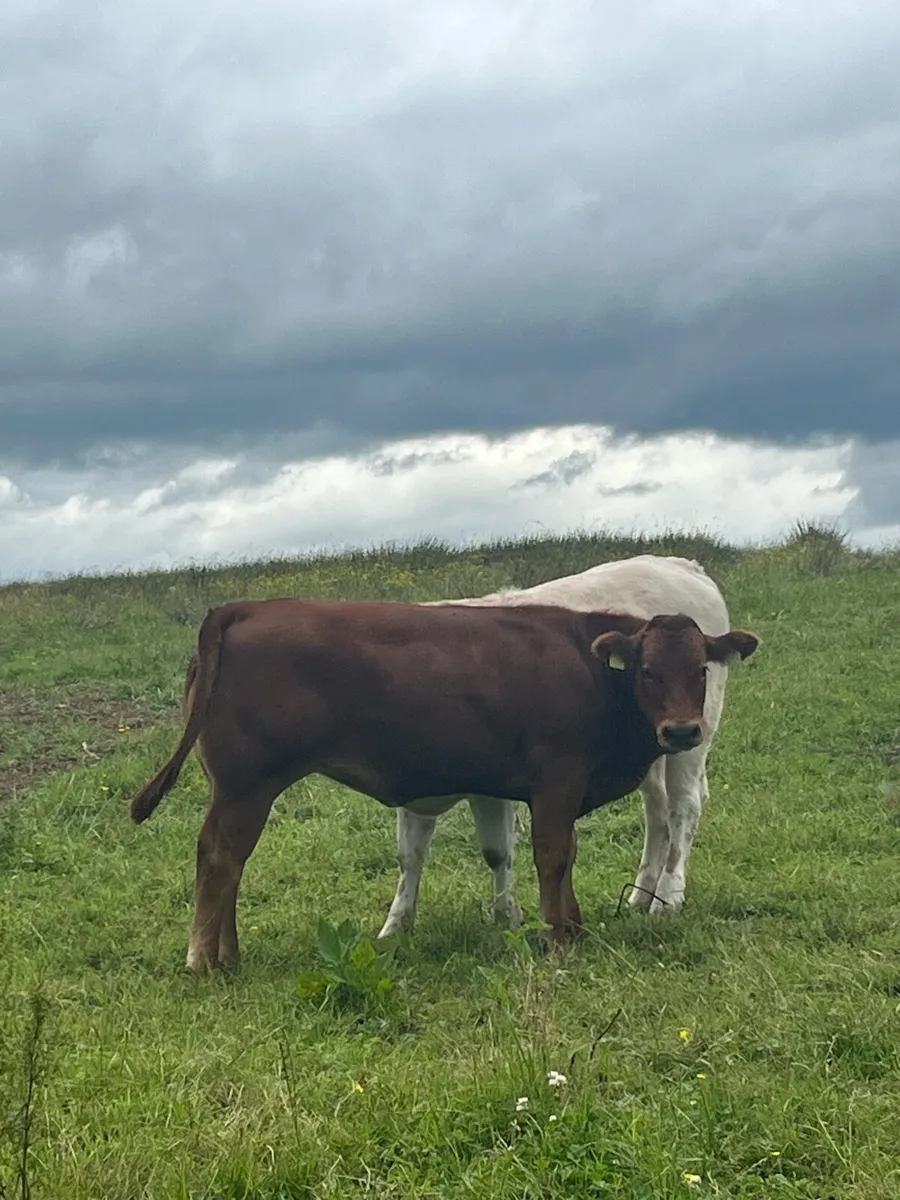 4 super heifers - Image 1