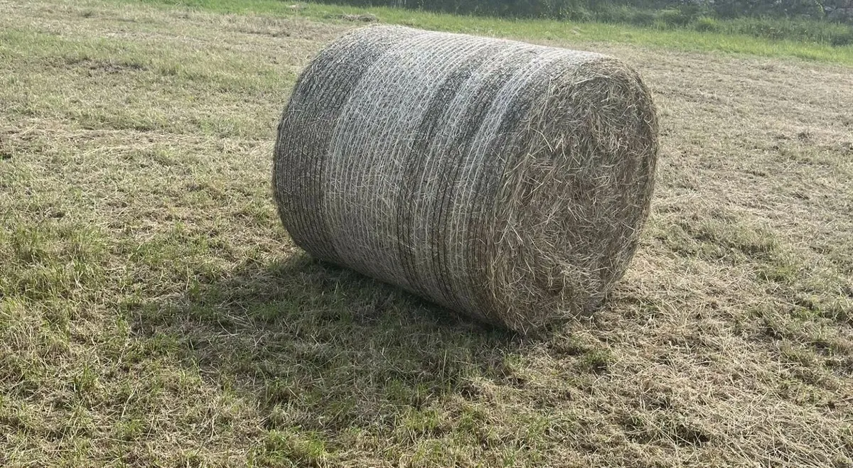 Hay