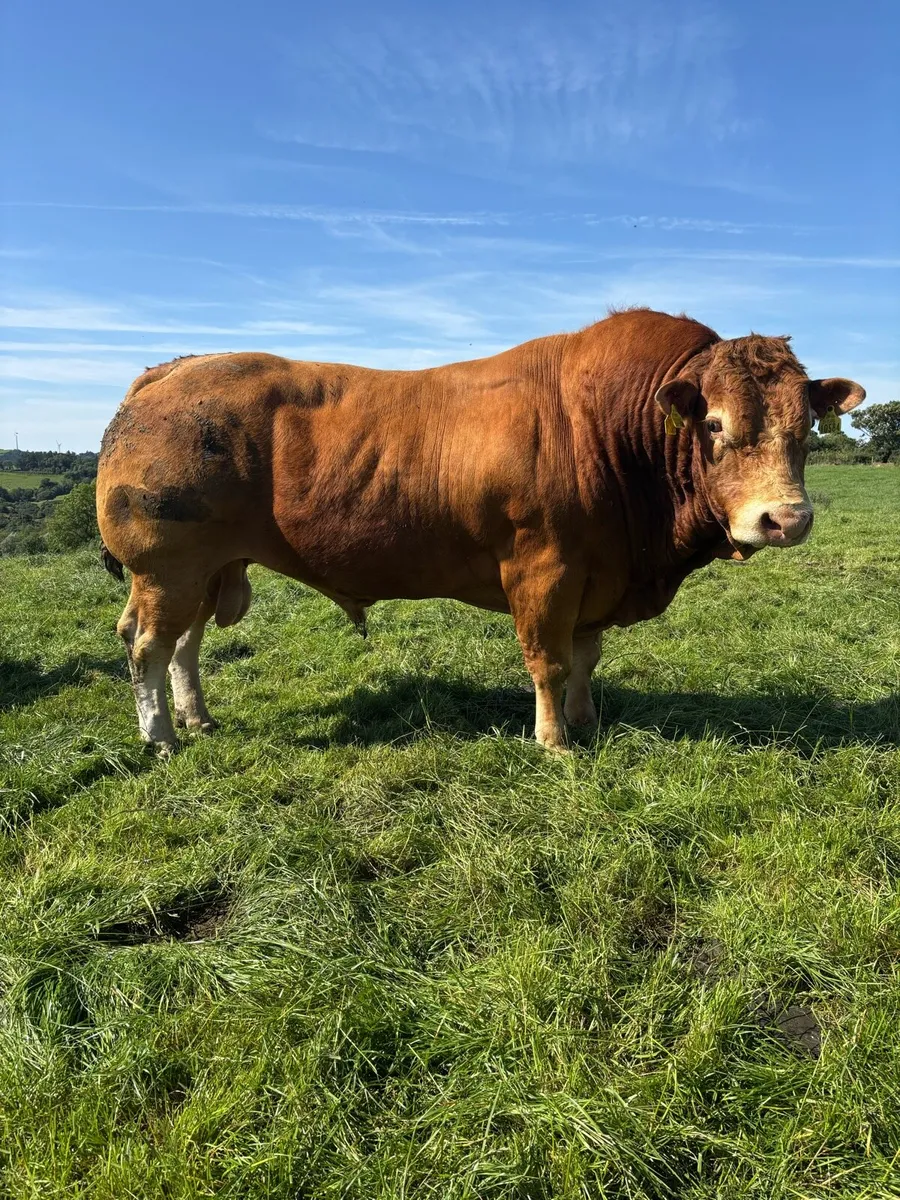 Pedigree Limousin Bull - Image 1