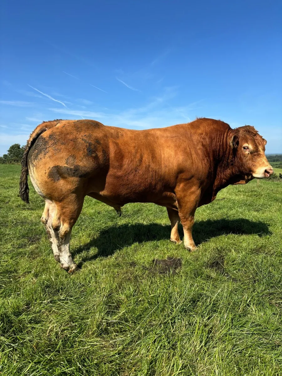 Pedigree Limousin Bull - Image 2