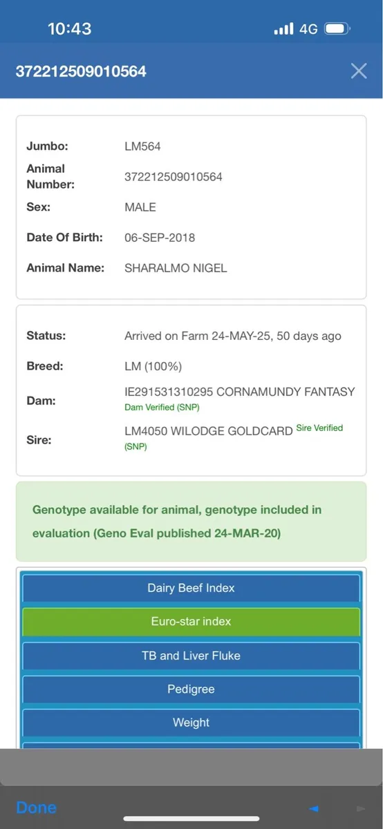 Pedigree Limousin Bull - Image 3