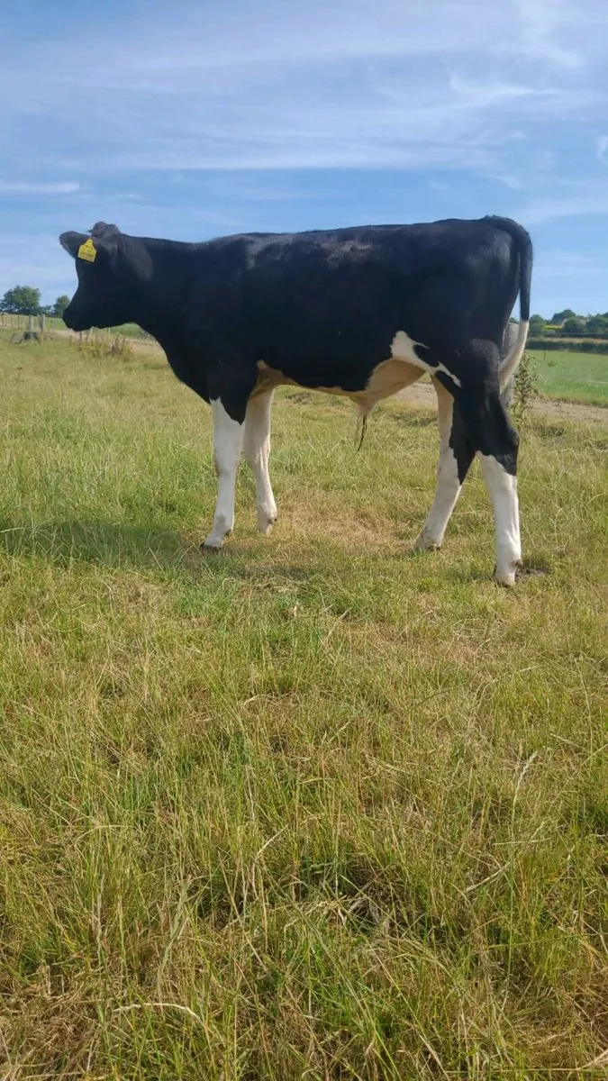 PEDIGREE FRIESIAN BULL FOR SALE - Image 1