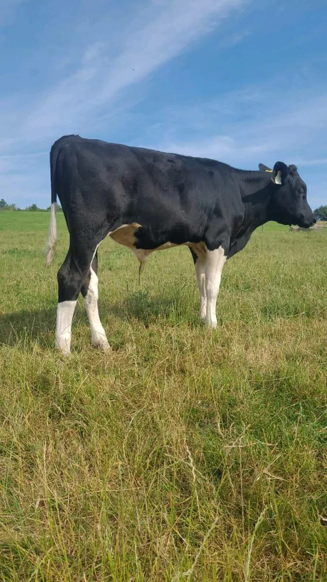PEDIGREE FRIESIAN BULL FOR SALE - Image 2