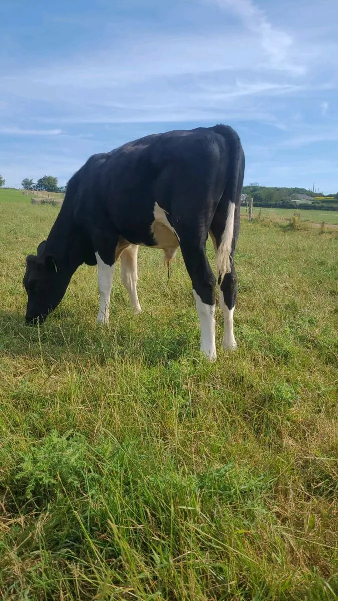 PEDIGREE FRIESIAN BULL FOR SALE - Image 3