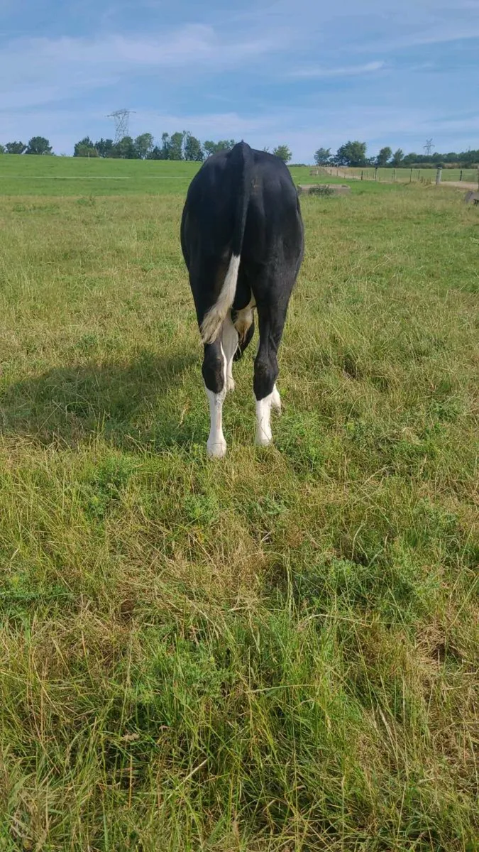 PEDIGREE FRIESIAN BULL FOR SALE - Image 4