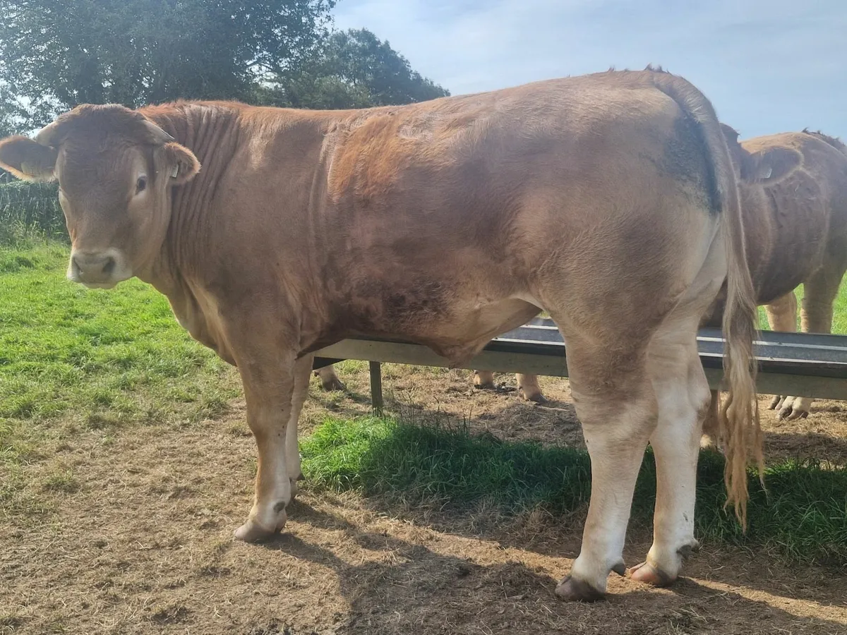 Cattle - Image 1