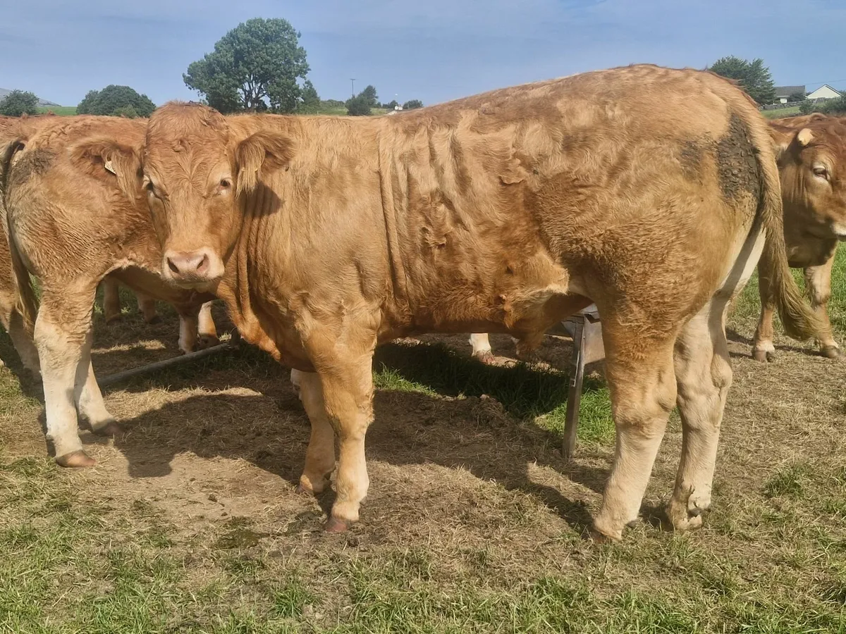 Cattle - Image 2