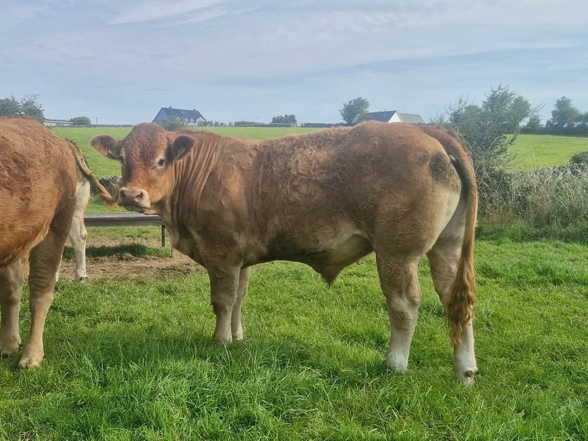 Cattle - Image 3