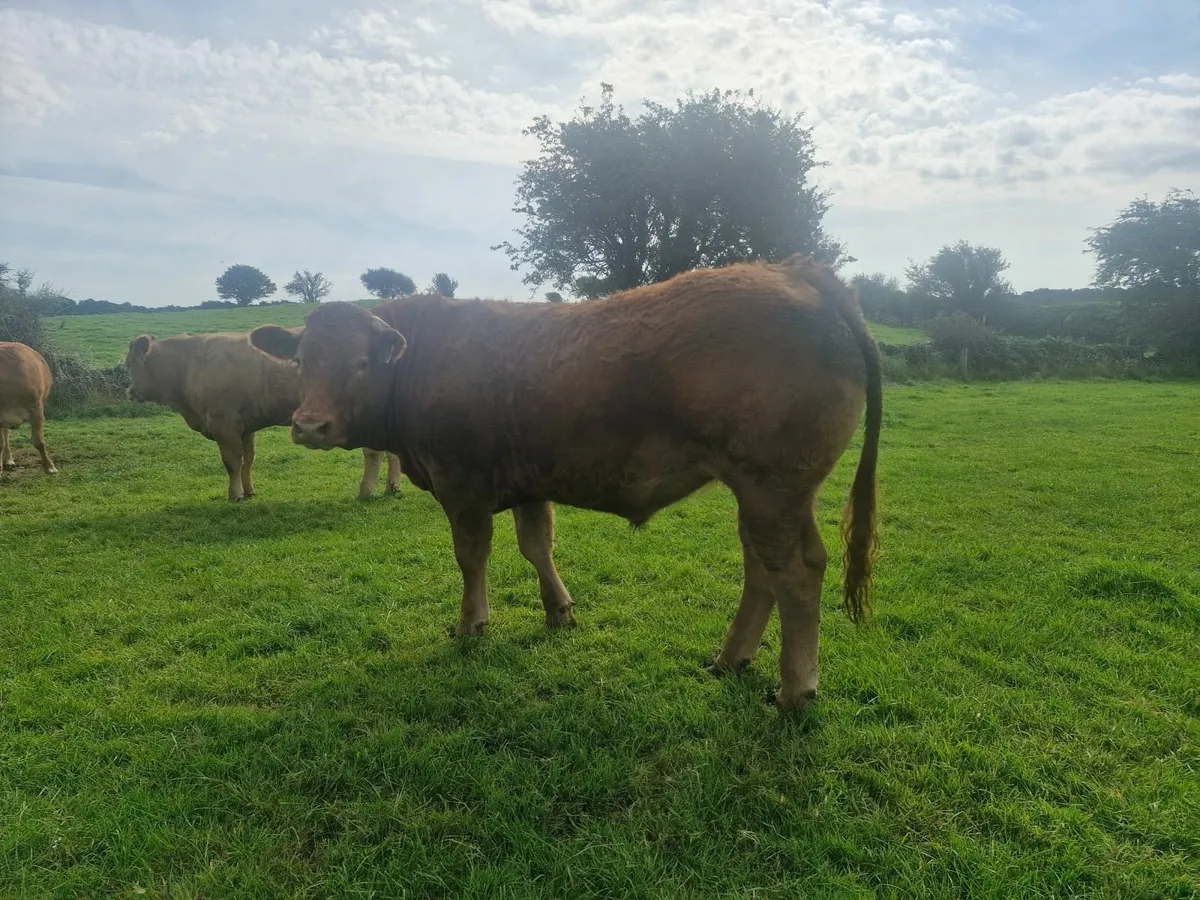 Cattle - Image 4