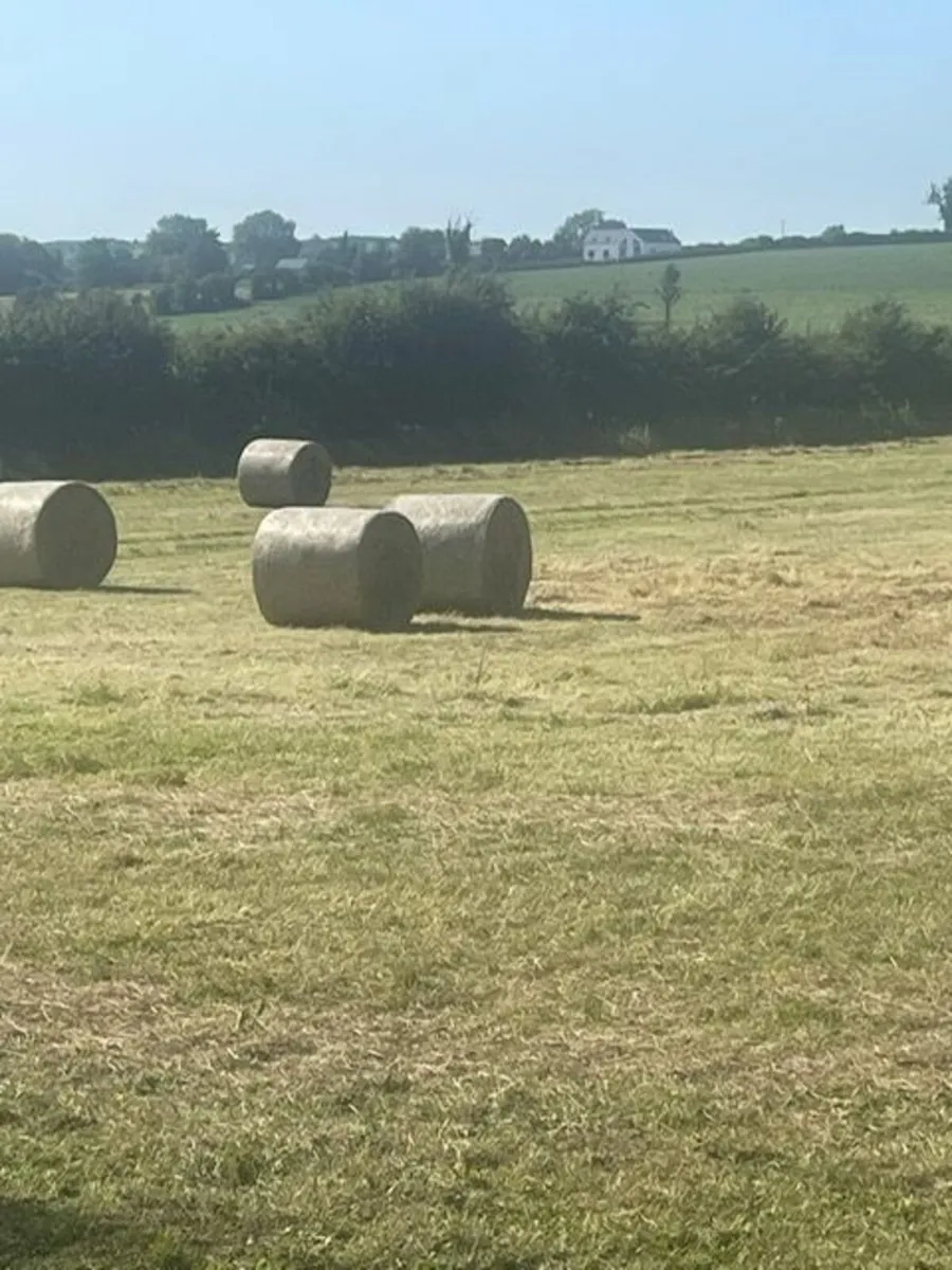 Hay - Image 1