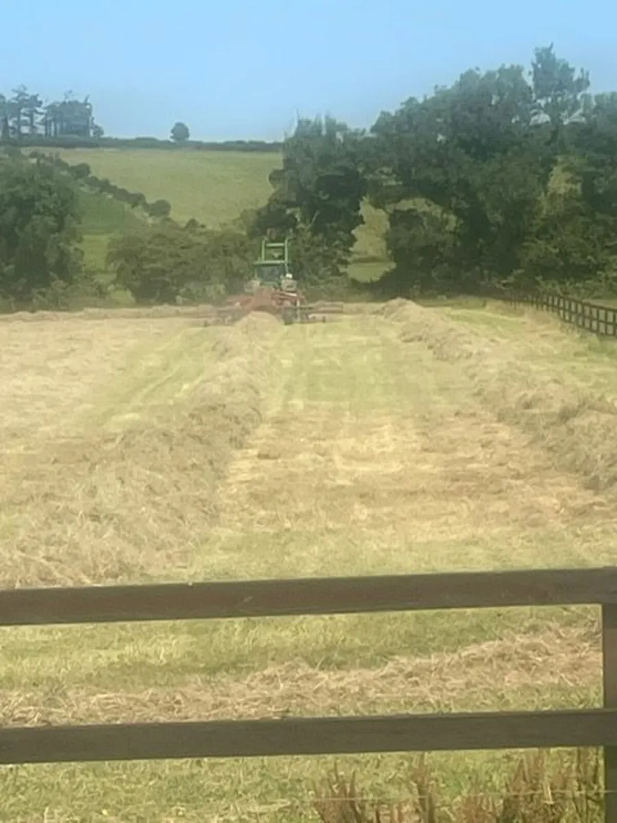Hay - Image 2