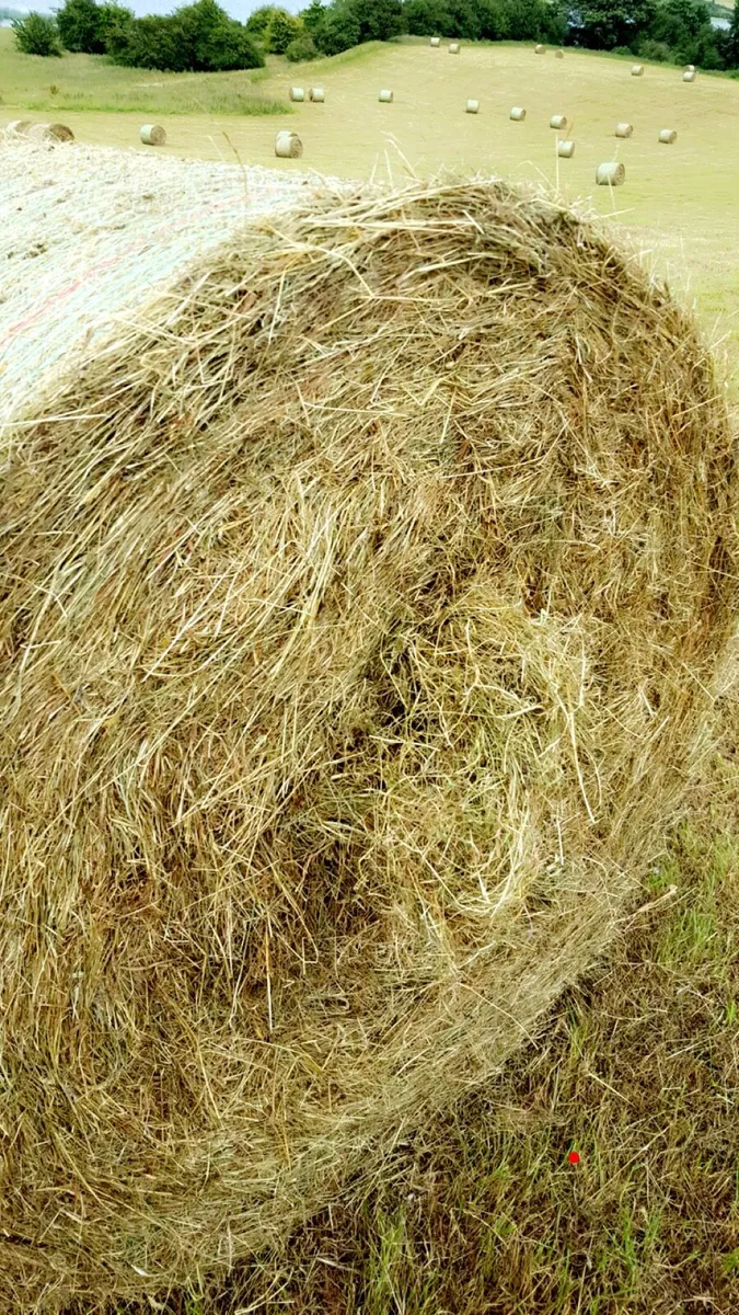 Round Bales of Hay