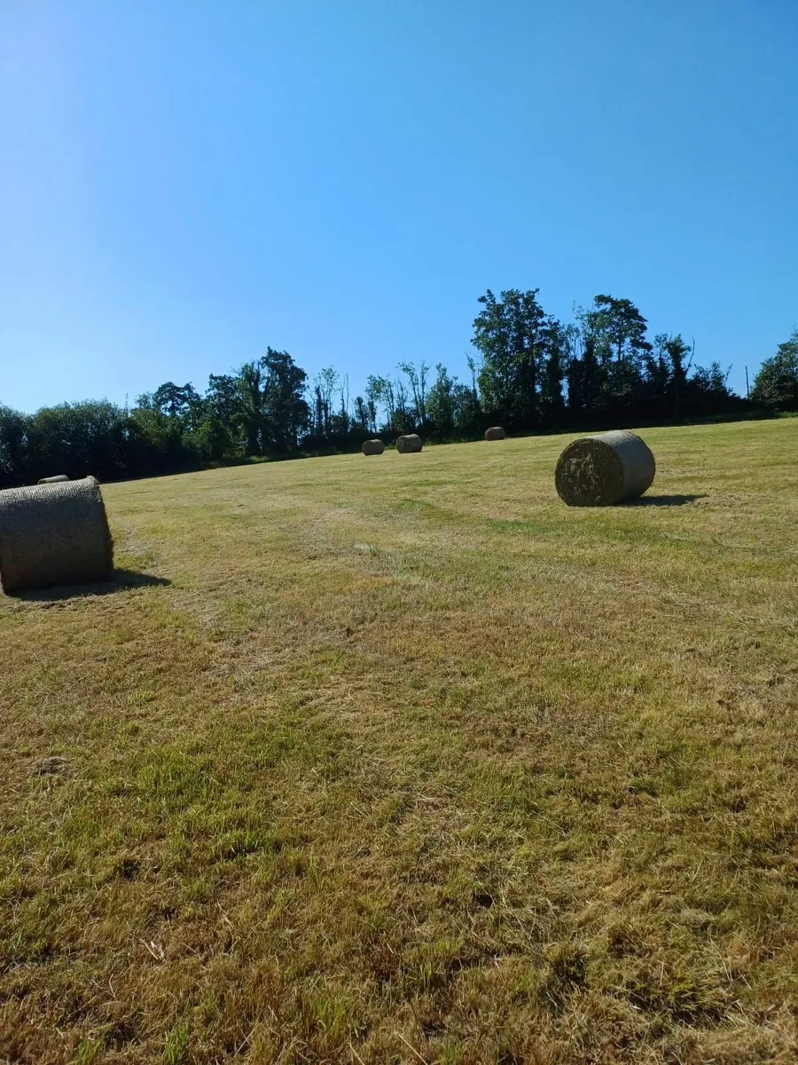 horse hay, Carrickroe area. - Image 2