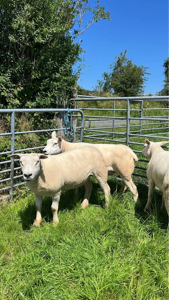 4 Pedigree texel hoggets ewes - Image 1