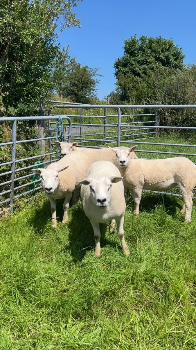 4 Pedigree texel hoggets ewes - Image 3