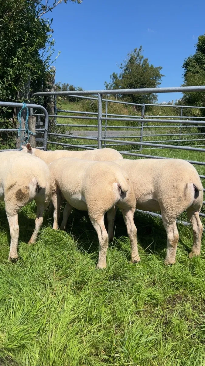 4 Pedigree texel hoggets ewes - Image 4