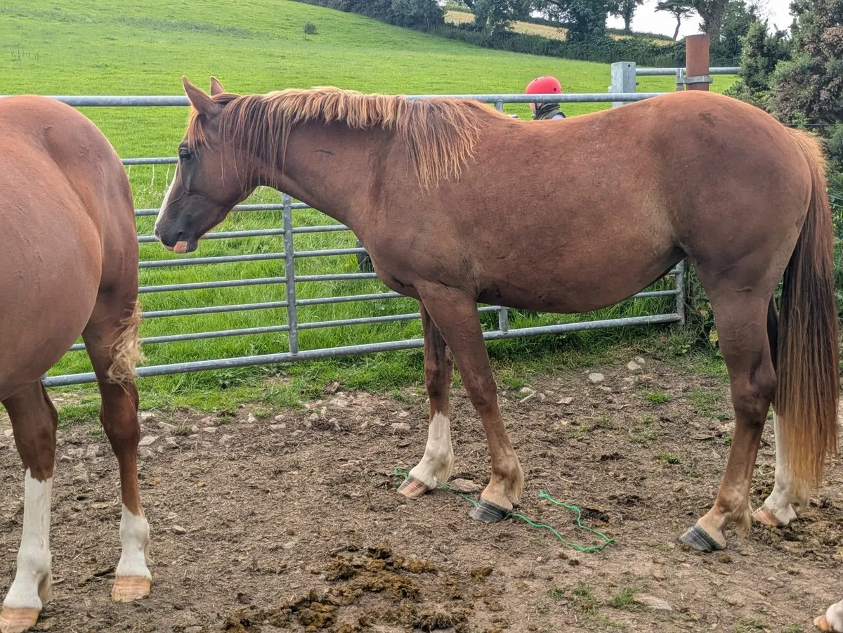 Beautiful 2yr old mare Irish draught x Connemara - Image 2