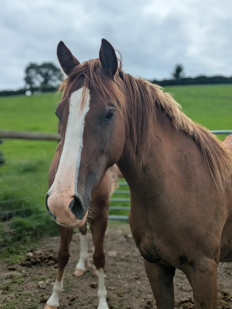 Beautiful 2yr old mare Irish draught x Connemara - Image 1