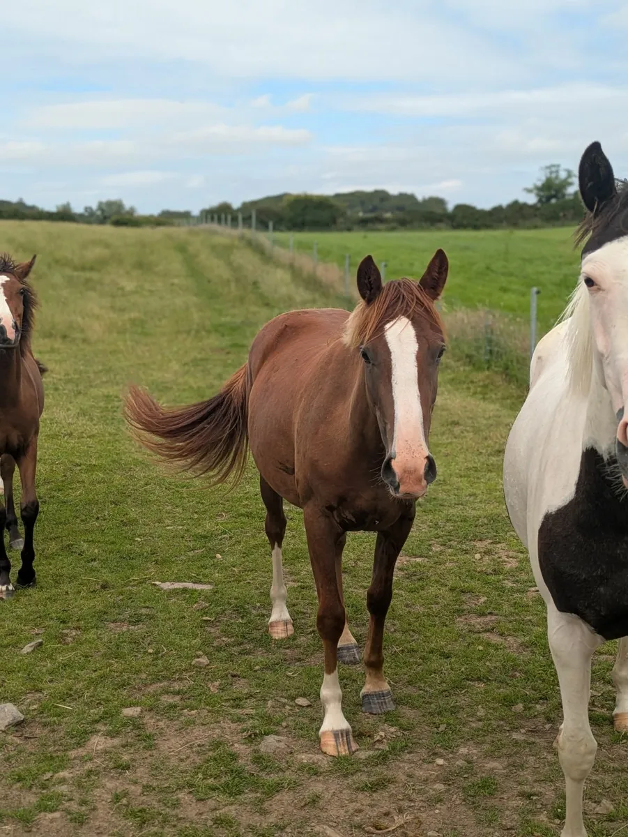Beautiful 2yr old mare Irish draught x Connemara - Image 3