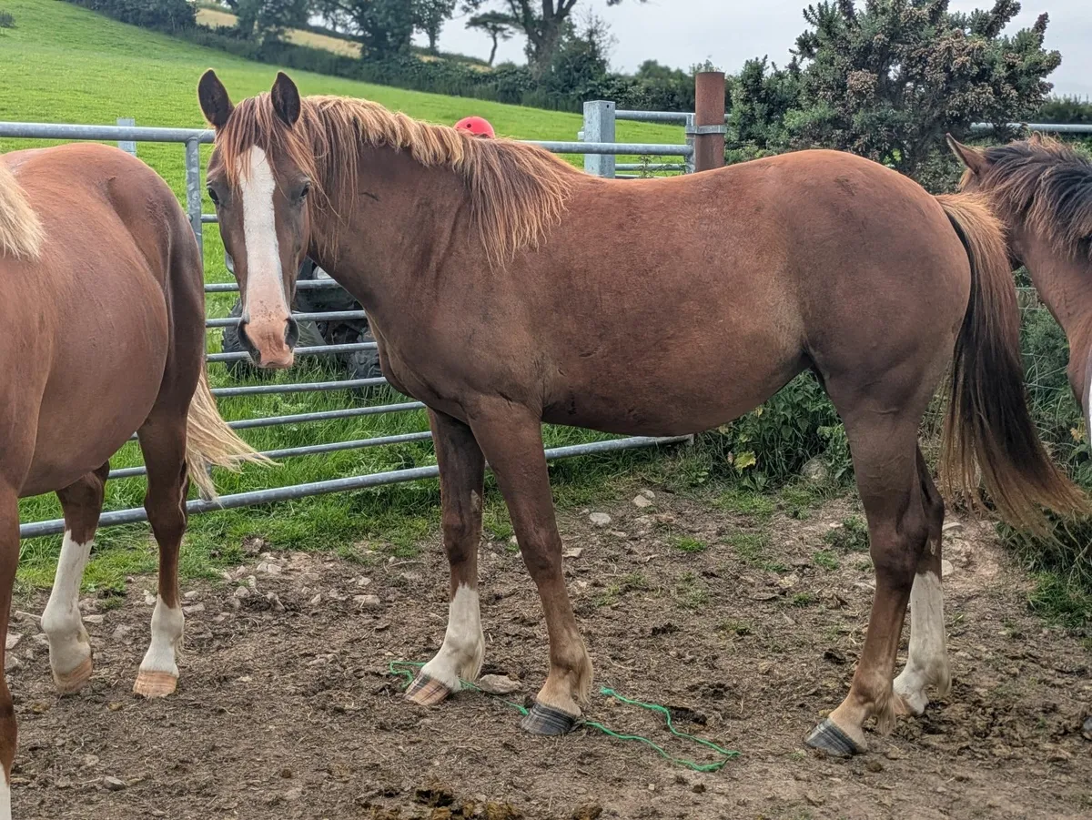 Beautiful 2yr old mare Irish draught x Connemara - Image 4