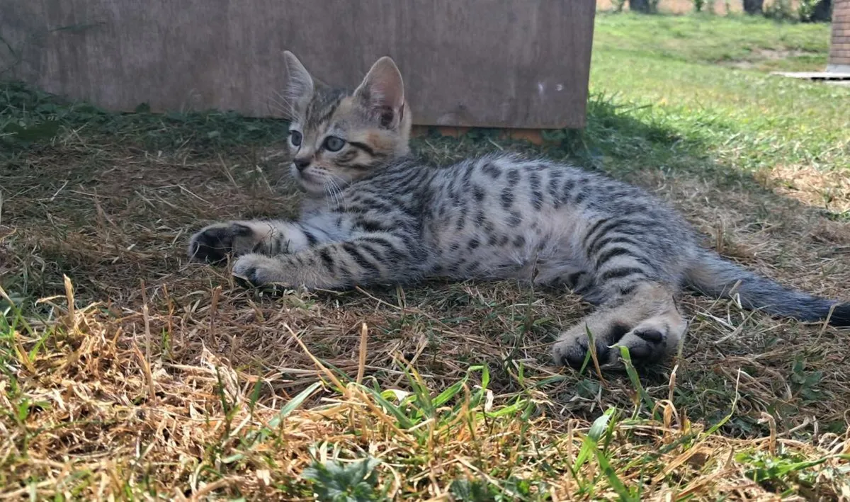 Male Tabby Kitten | UPDATED: 15th JULY - Image 3