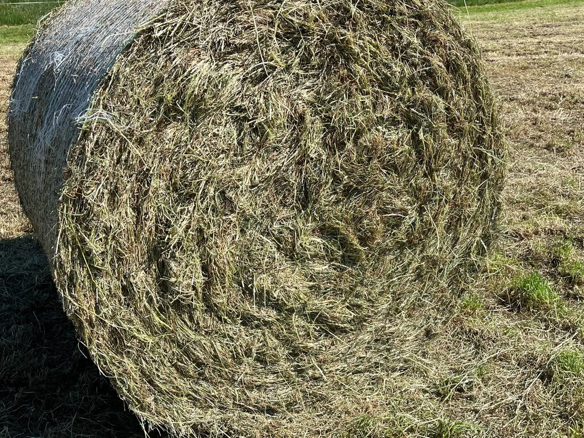 Haylage bales - Image 2