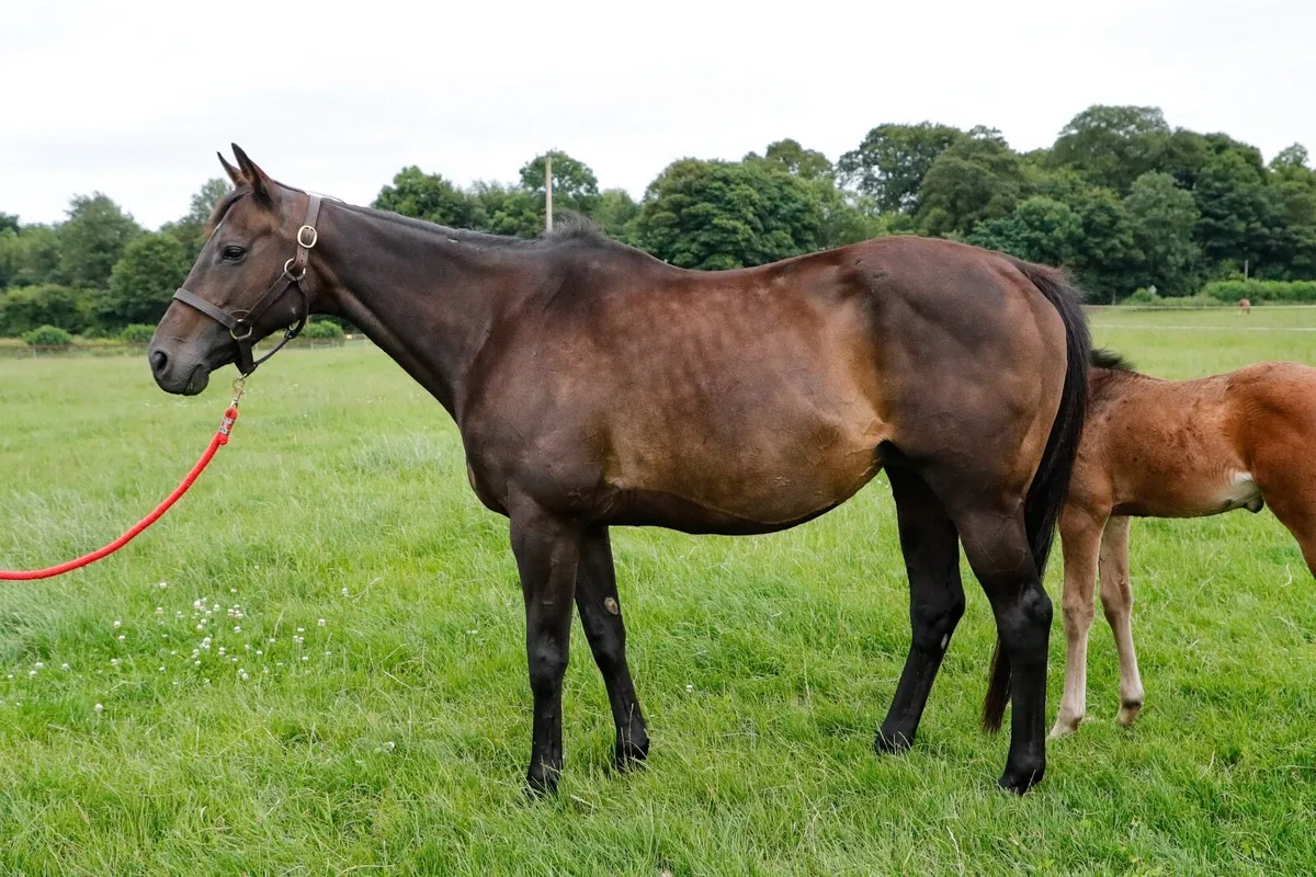 Shamardal Thoroughbred Mare - Image 1