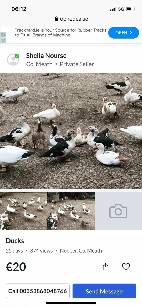 ducks muscovy - Image 1