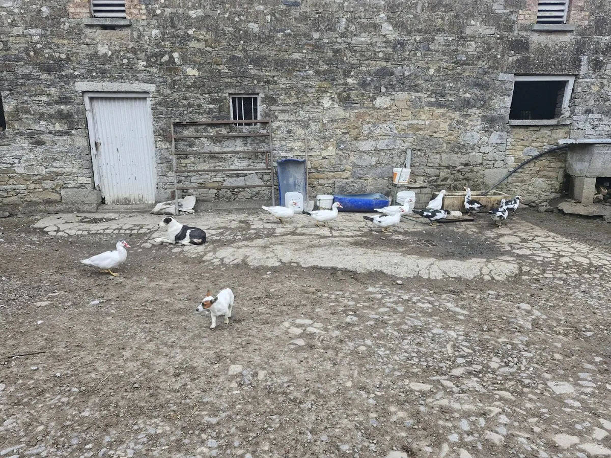 ducks muscovy - Image 2