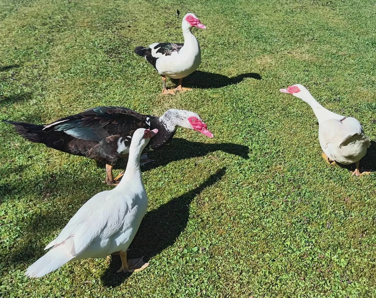 ducks muscovy - Image 3